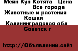 Мейн Кун Котята › Цена ­ 15 000 - Все города Животные и растения » Кошки   . Калининградская обл.,Советск г.